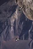 Condors dans la Valle du Colca