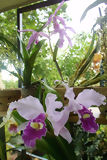 Orchide, Moyobamba