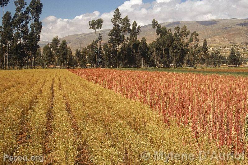 Huancayo