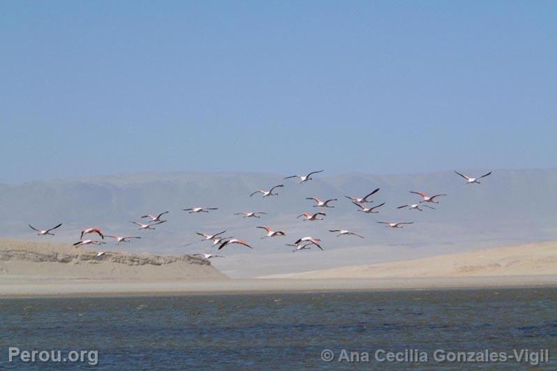 Flamands roses, Paracas