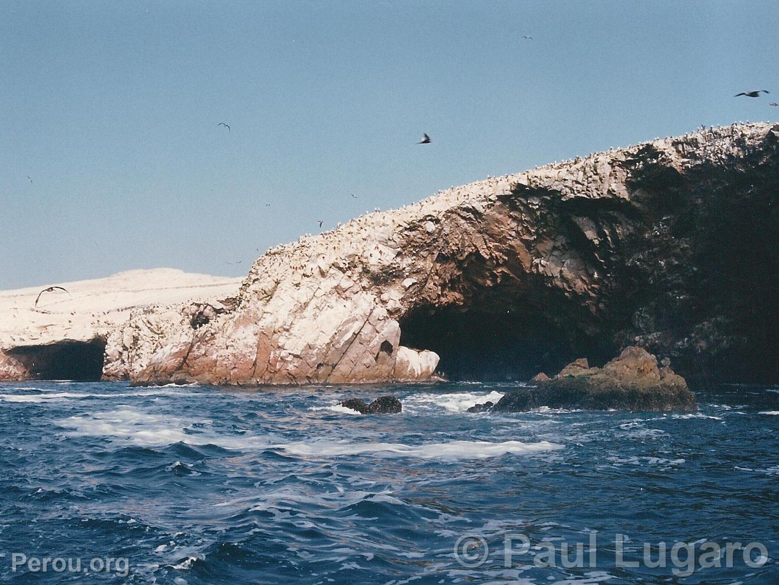 Iles Ballestas, Paracas