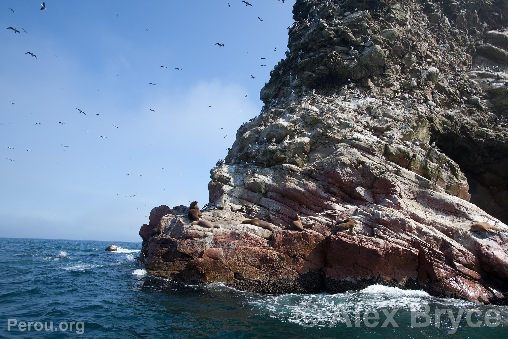 Iles Ballestas, Paracas