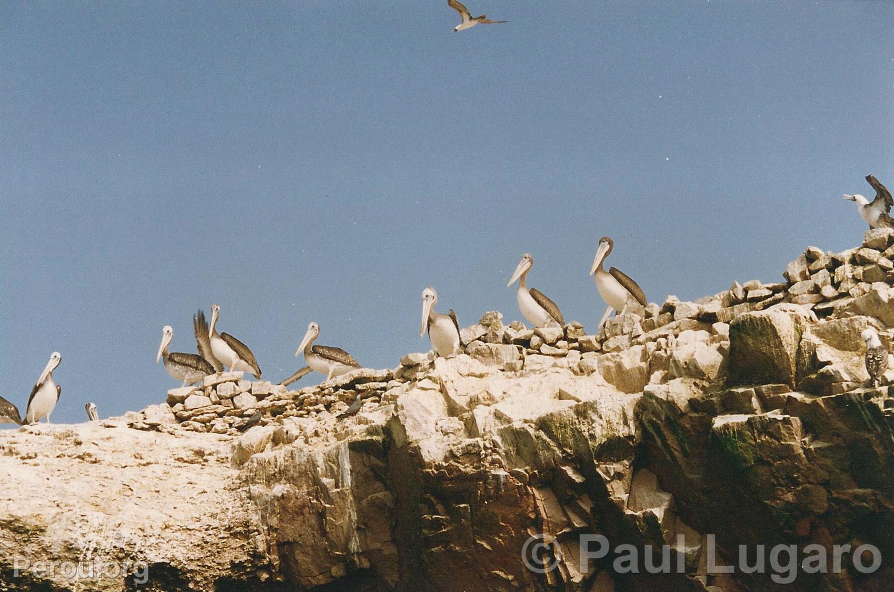 Iles Ballestas, Paracas