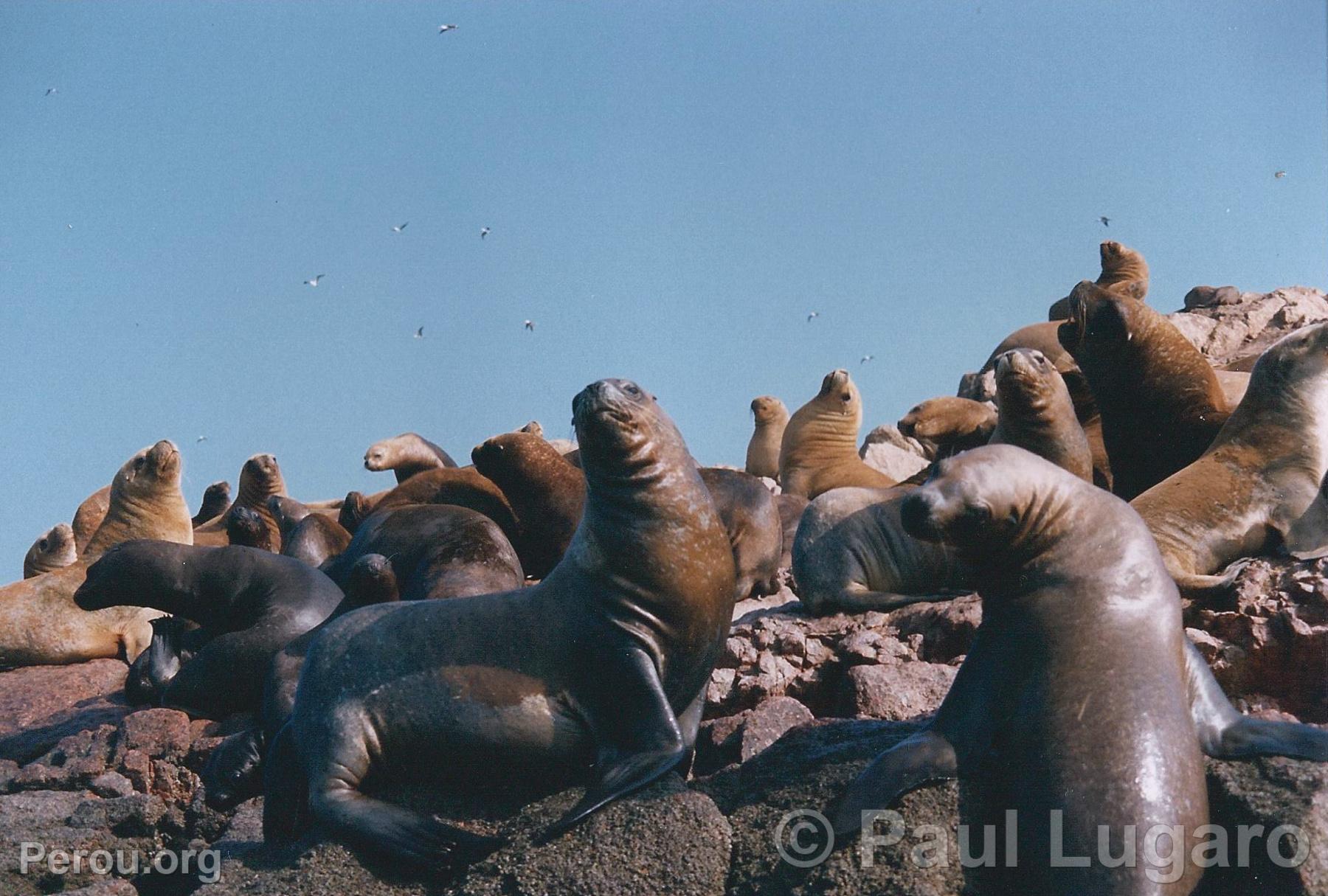 Iles Ballestas, Paracas