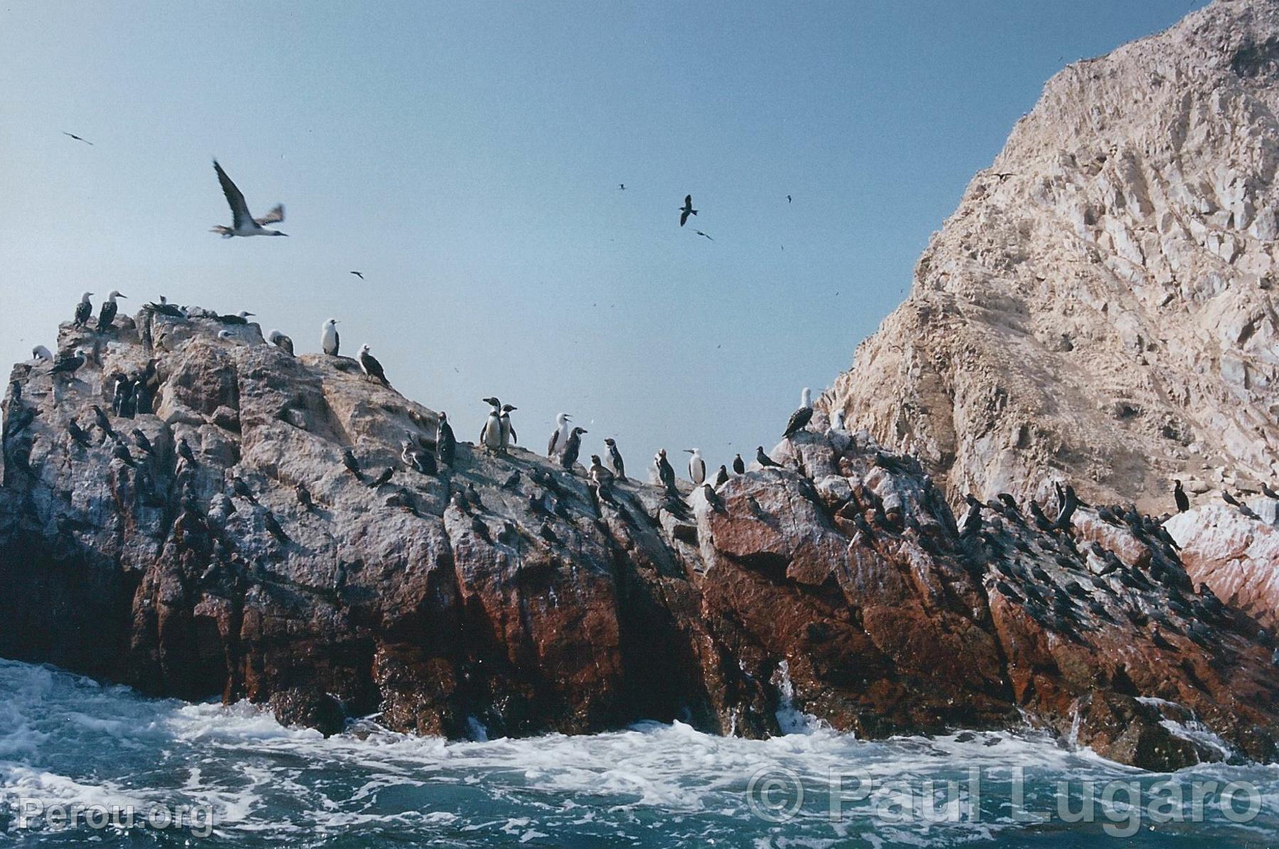 Iles Ballestas, Paracas