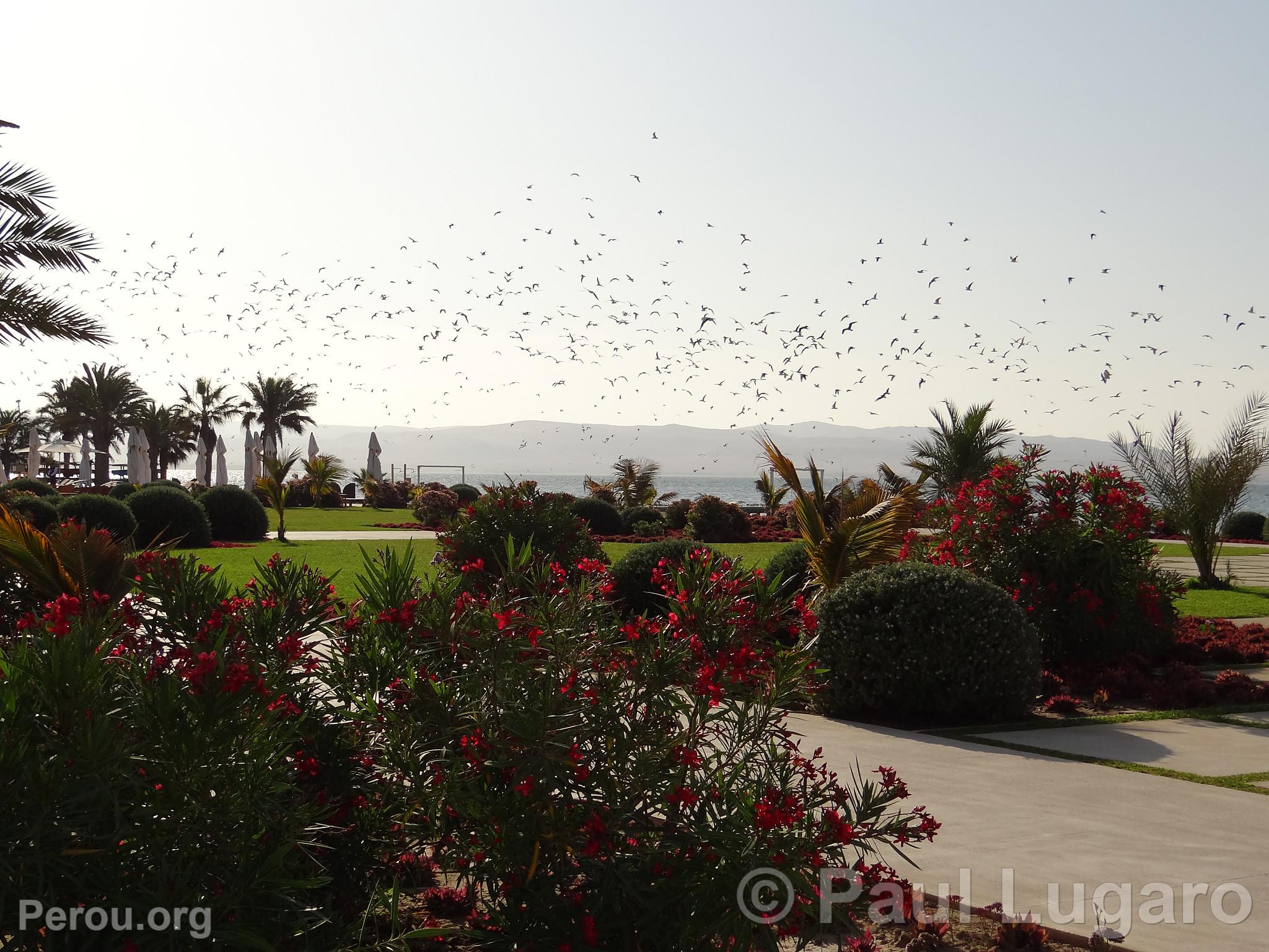 Paracas