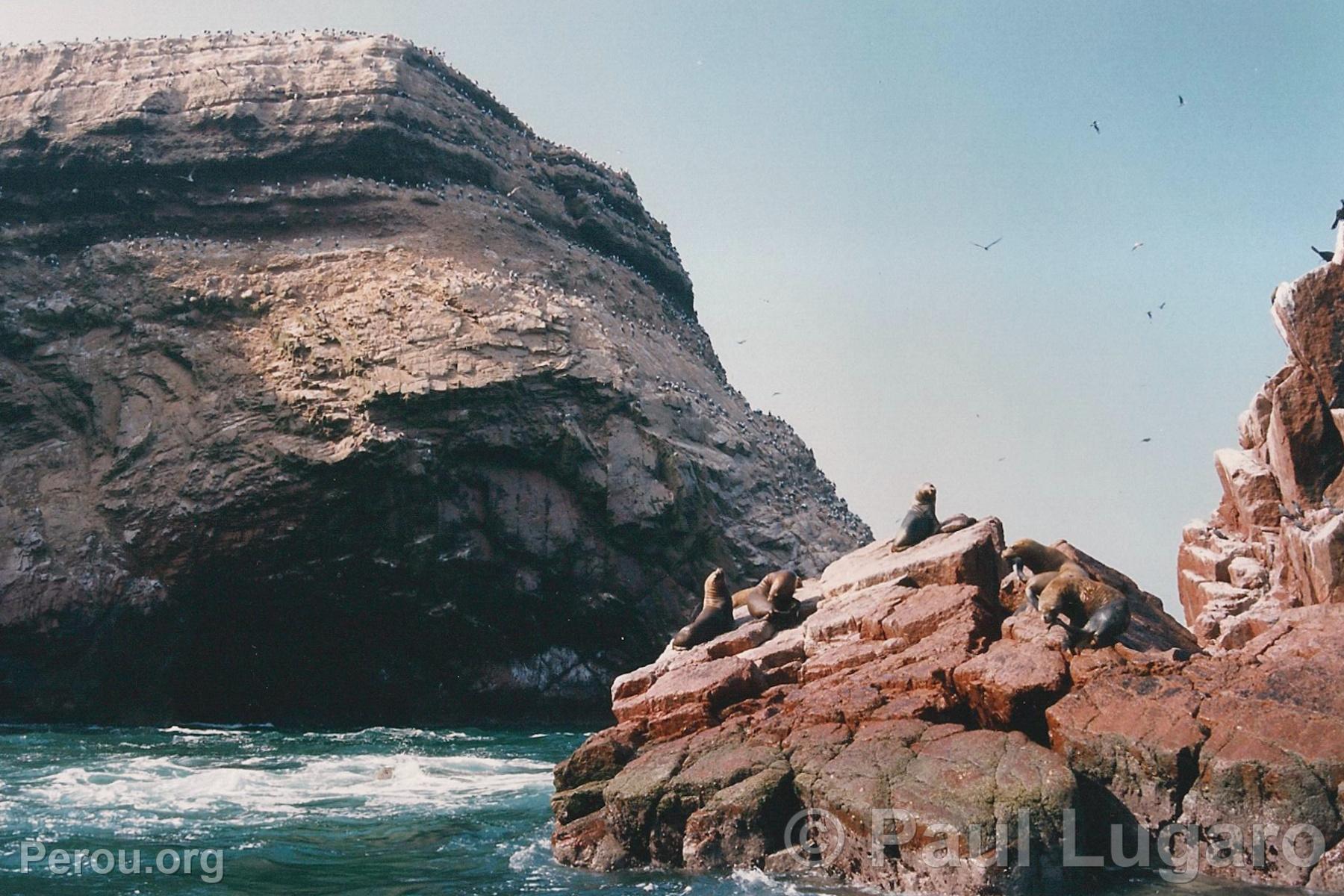 Iles Ballestas, Paracas