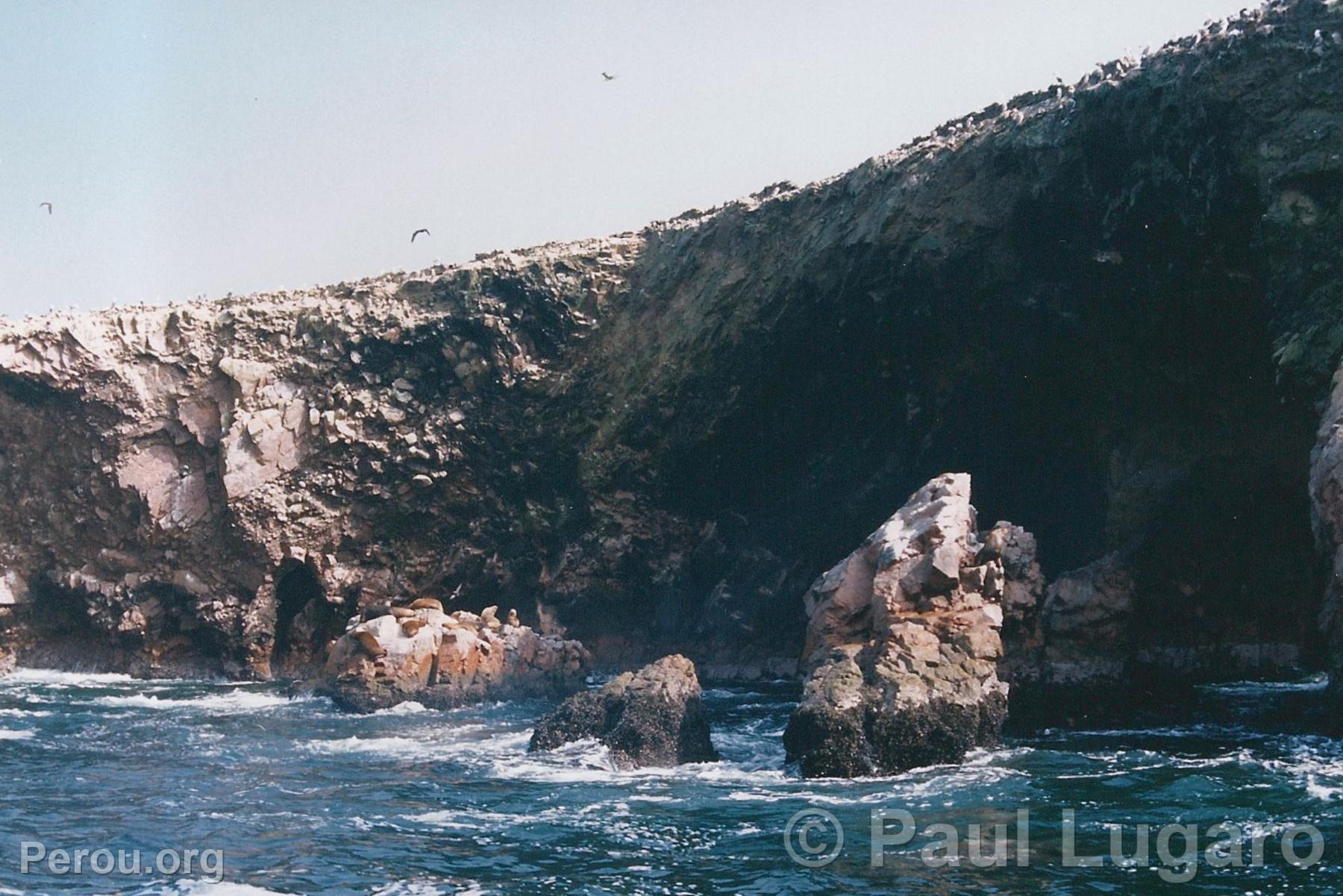 Iles Ballestas, Paracas