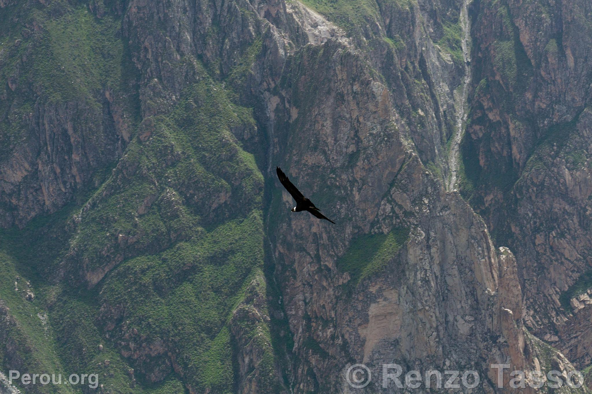 Condor au Colca