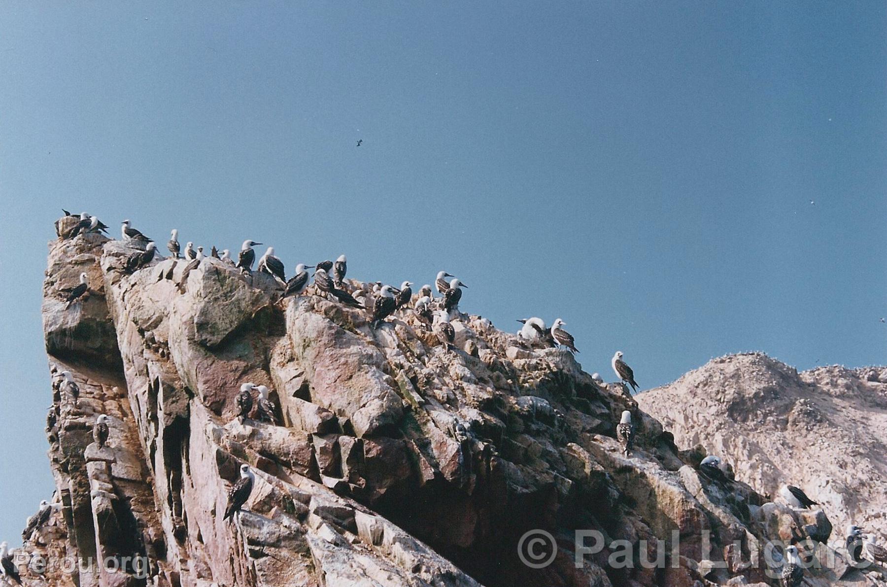 Iles Ballestas, Paracas