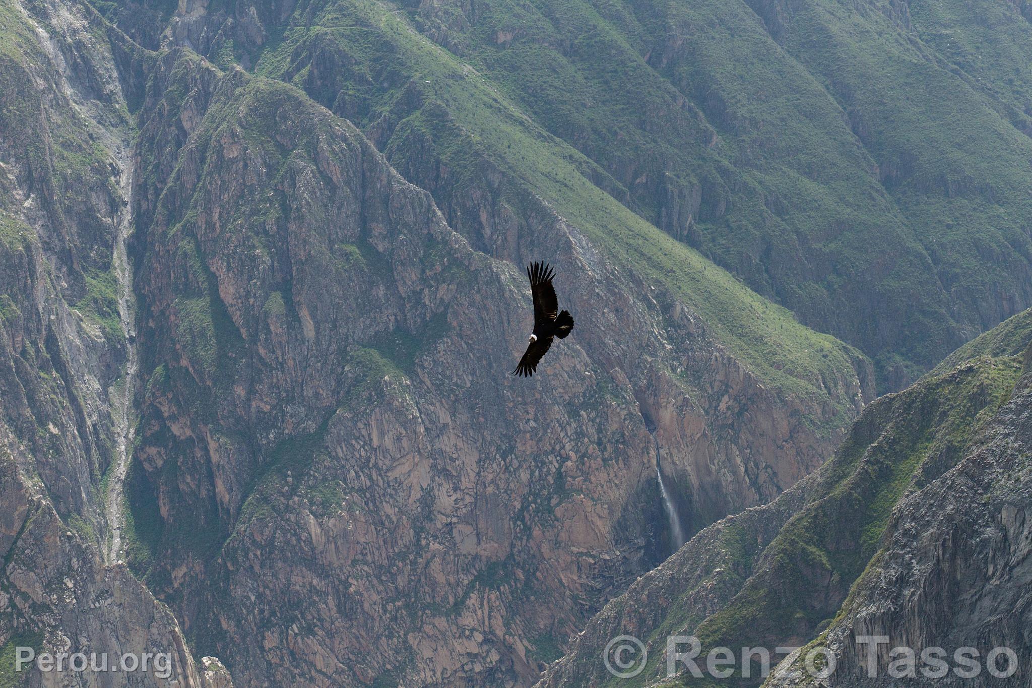 Condor au Colca