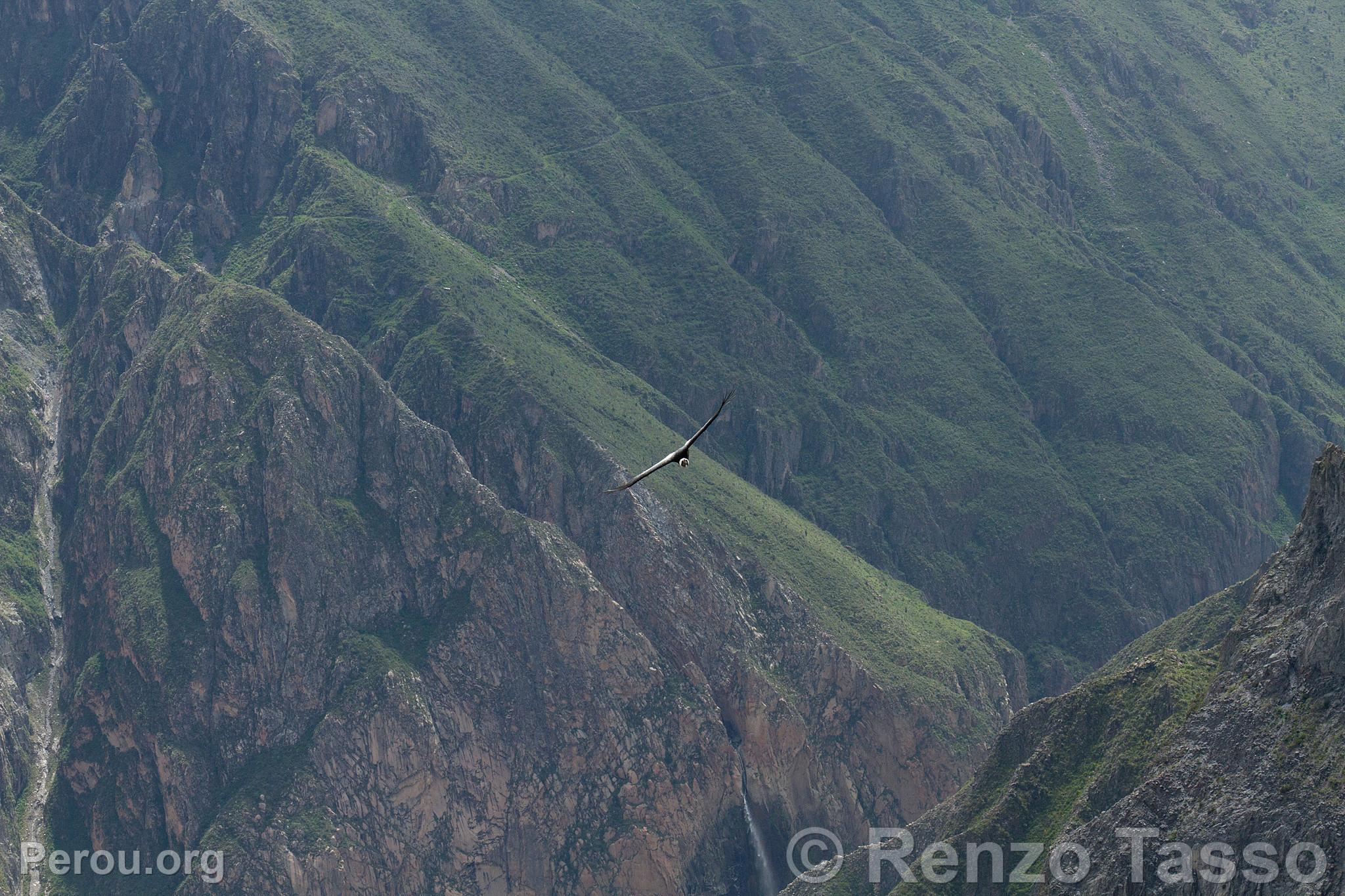 Condor au Colca