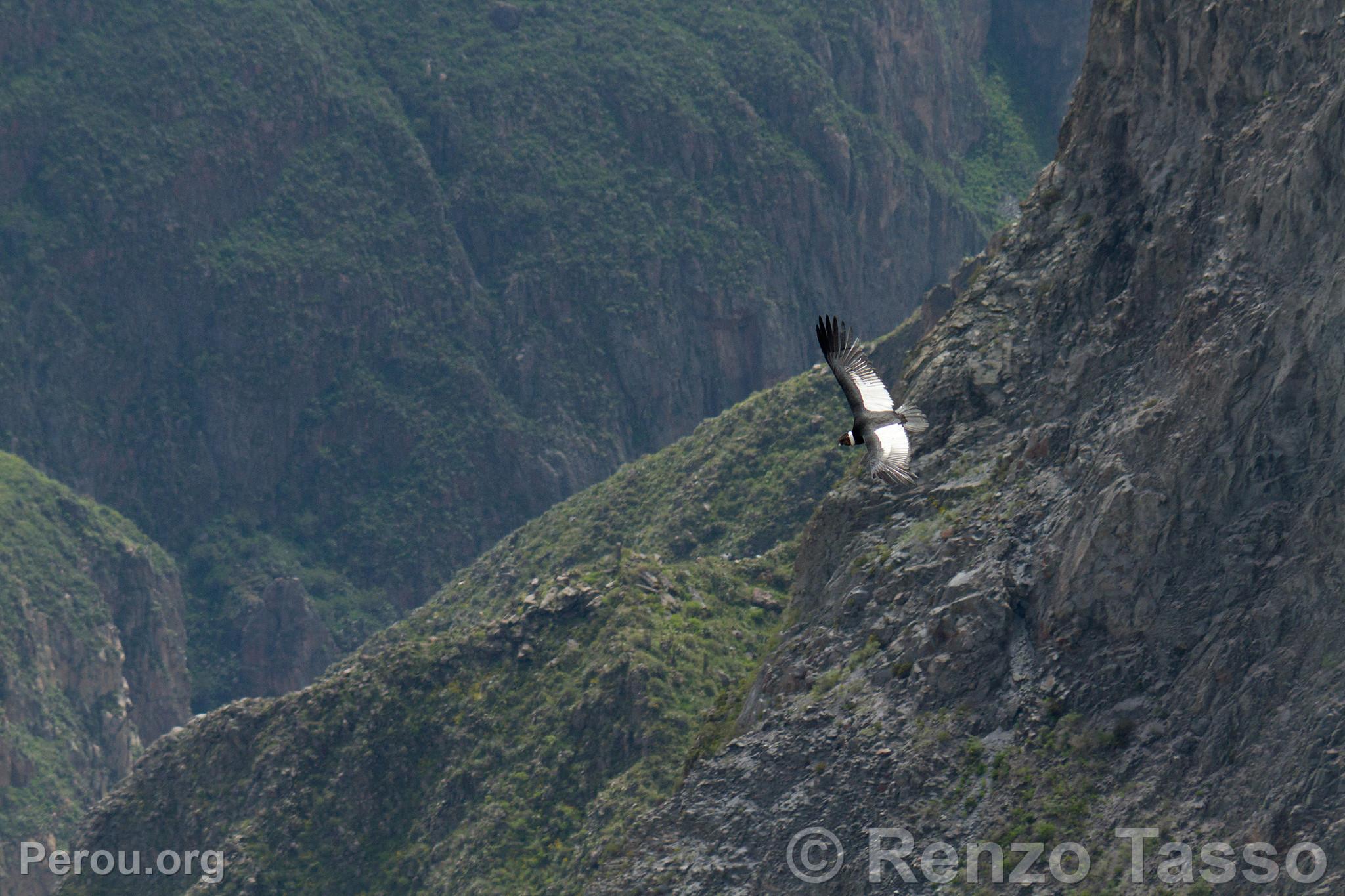 Condor au Colca