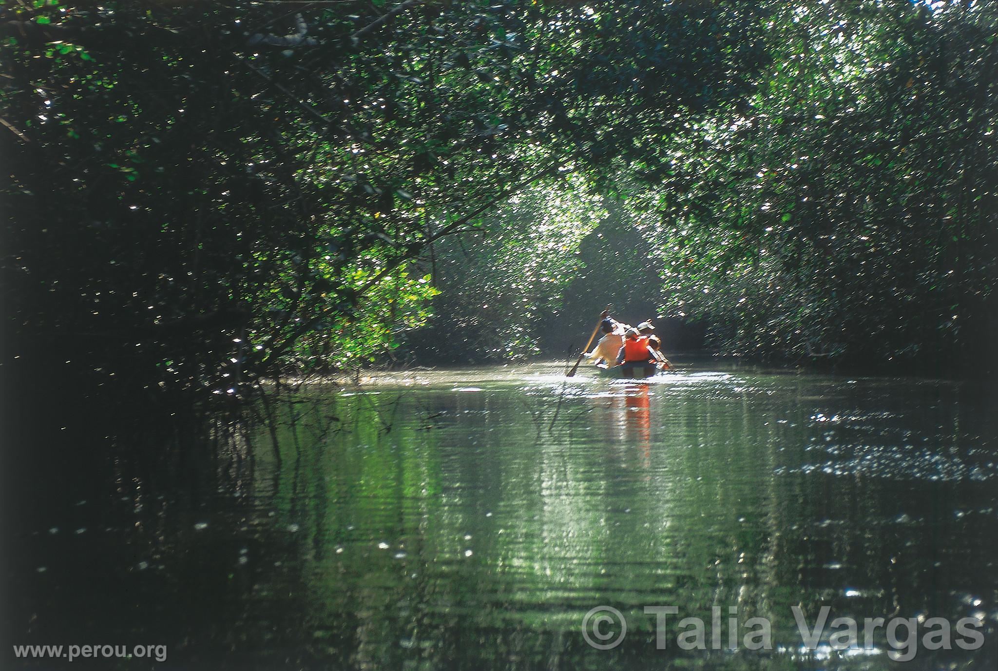 Mangroves de Tumbes