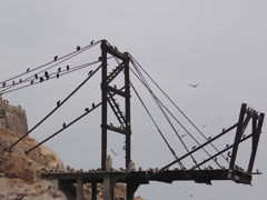 Iles Ballestas, Paracas