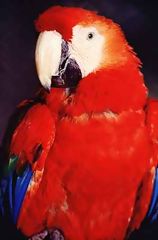 Perroquet Ara ou Guacamayo