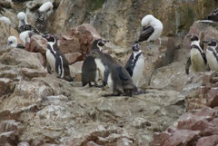 Pingouins de Humbolt