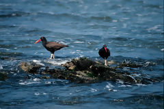 Paracas