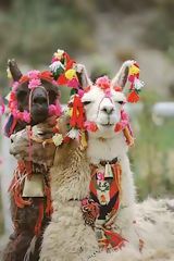 Lamas, Colca