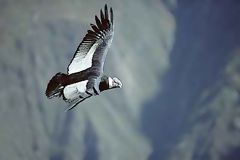 Condor andin, Colca