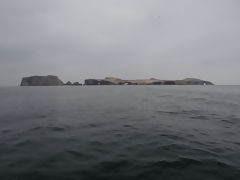 Iles Ballestas, Paracas