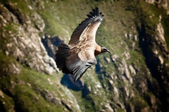 Condor andin