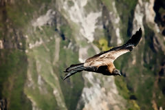 Condor andin