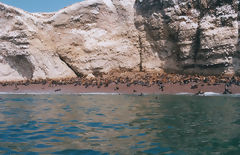 Iles Ballestas, Paracas