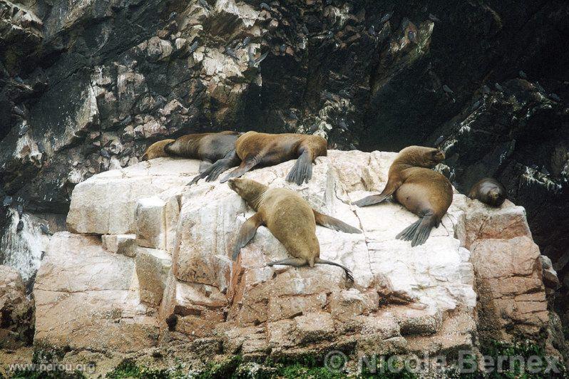 Loups de mer  Paracas