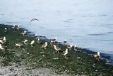 Oiseaux à Paracas
