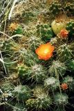 Cactus sur le chemin de Canta