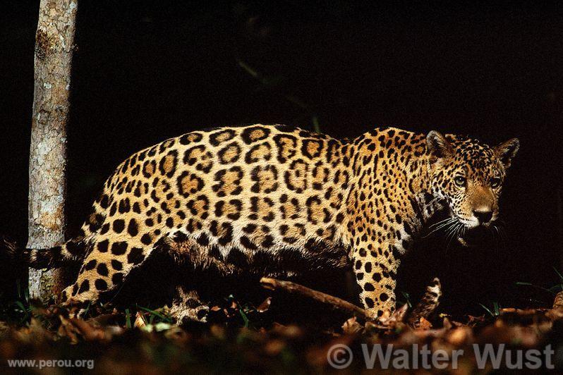 Jaguar (Otorongo)