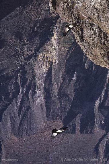 Condors dans la Vallée du Colca