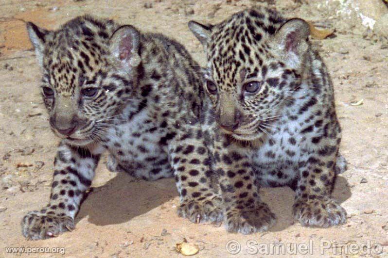 Jaguars (Otorongo)