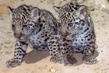 Jaguars (Otorongo)