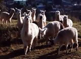 Lamas et alpagas, Cuzco