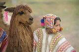 Lama et petit berger