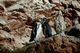 Pingouins de Humbolt