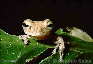 Grenouille arboricole, Tambopata, Manu