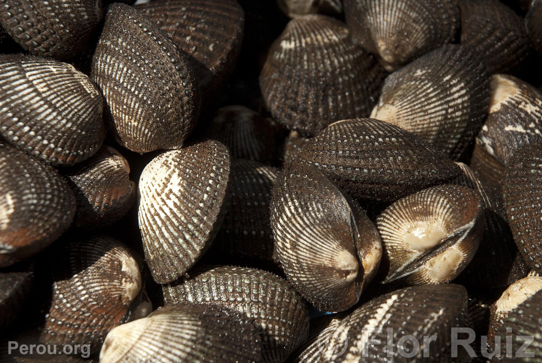 Coquilles noires