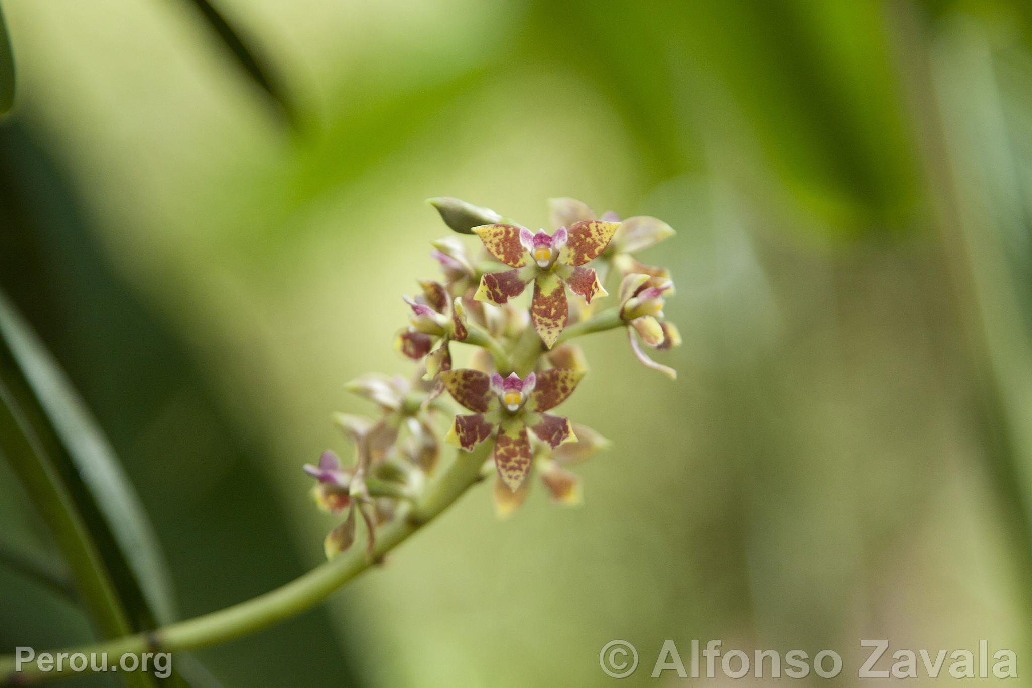 Orchide au Machu Picchu