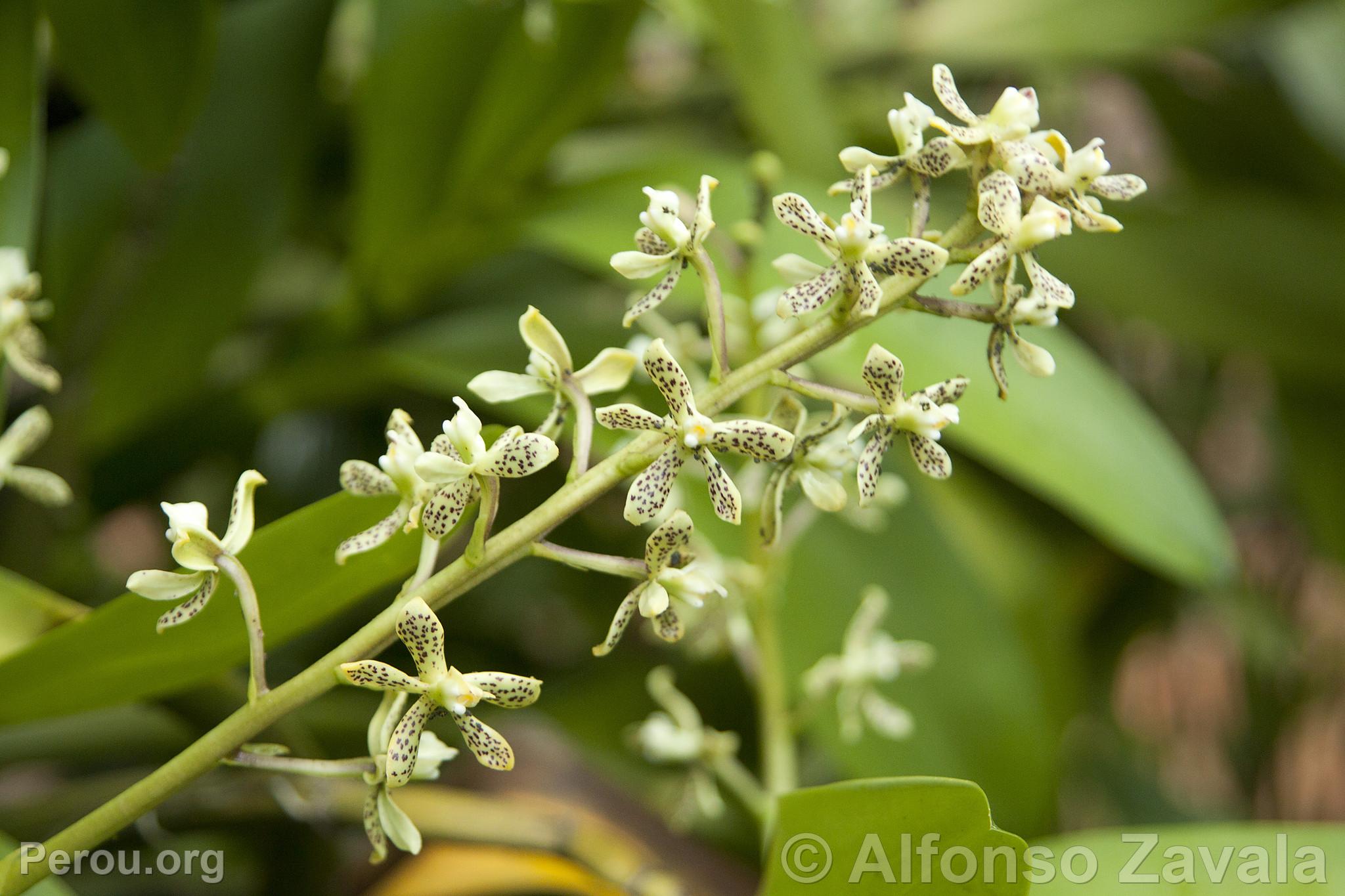 Orchidée au Machu Picchu