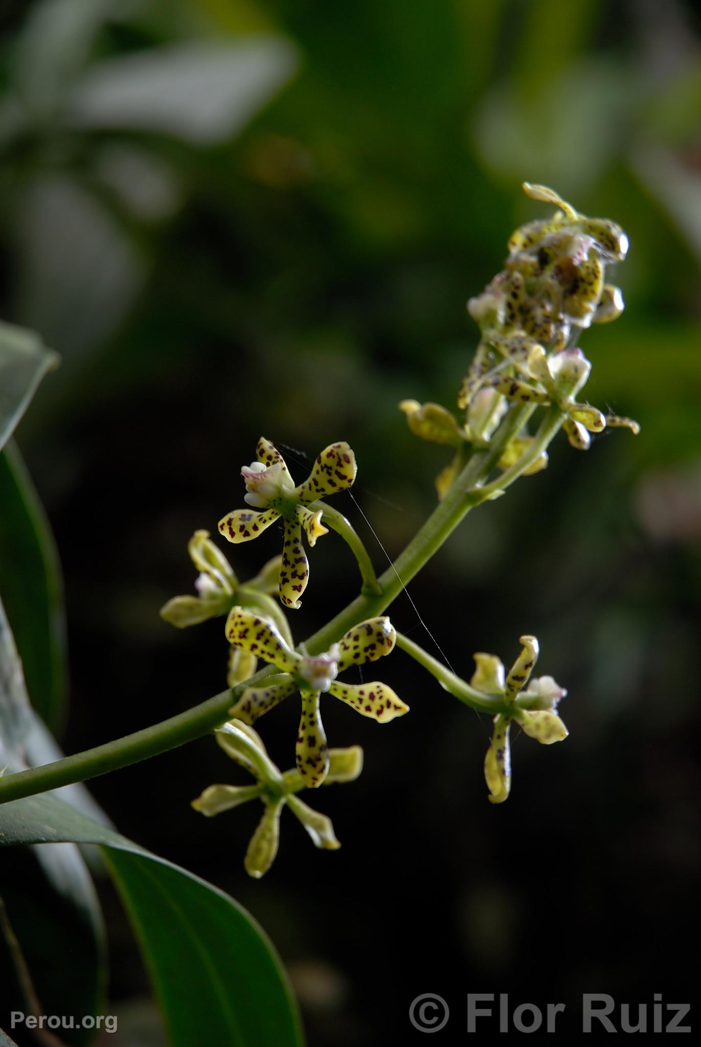 Orchide