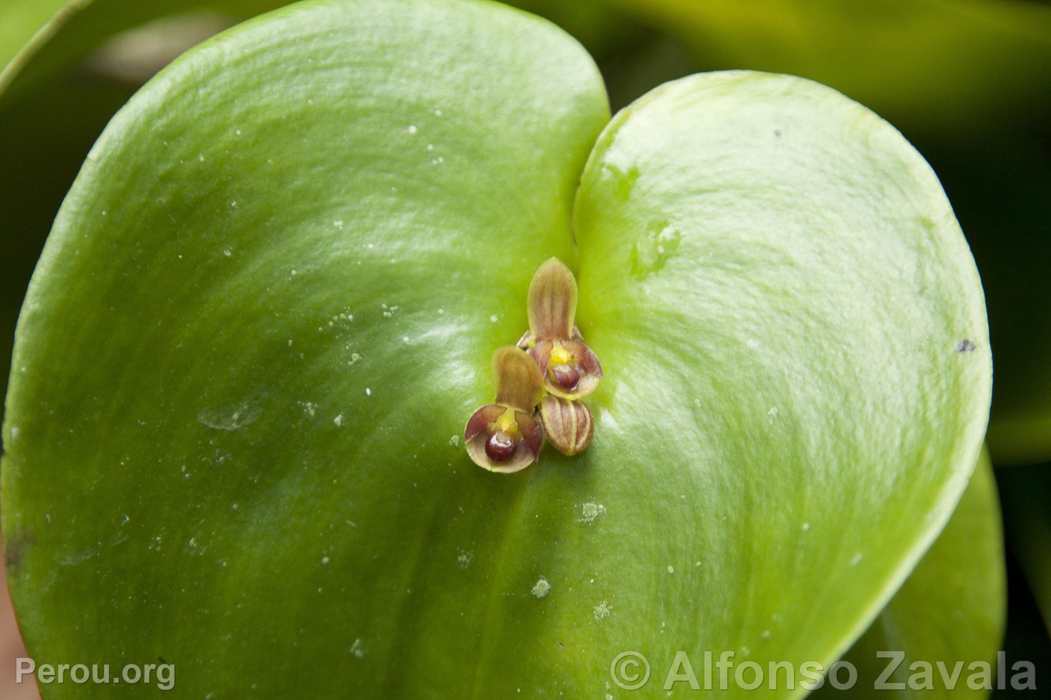 Orchidée au Machu Picchu