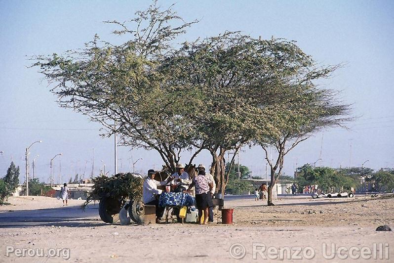 Caroubier, arbre caractéristique de la région de Piura