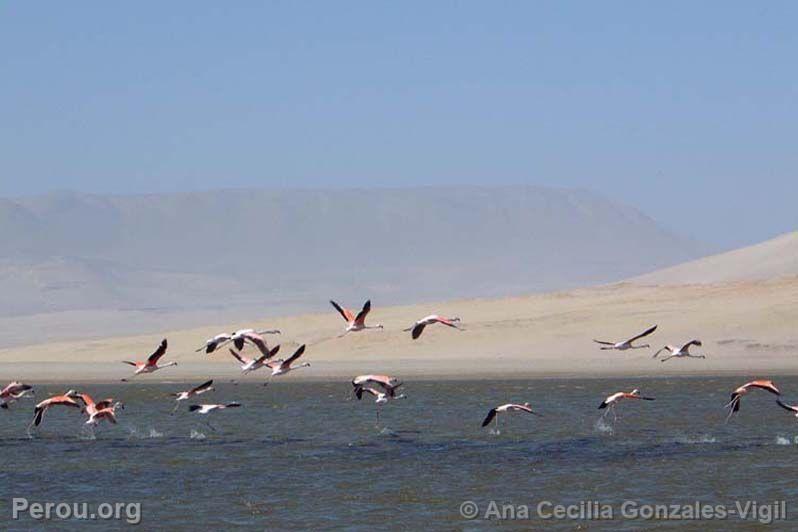 Paracas