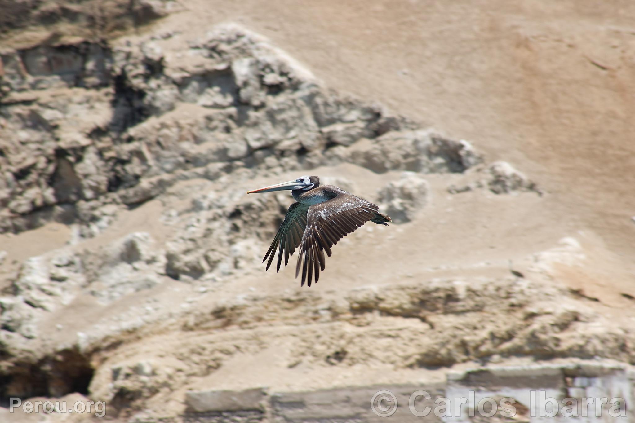 Plican aux les Palomino, Callao