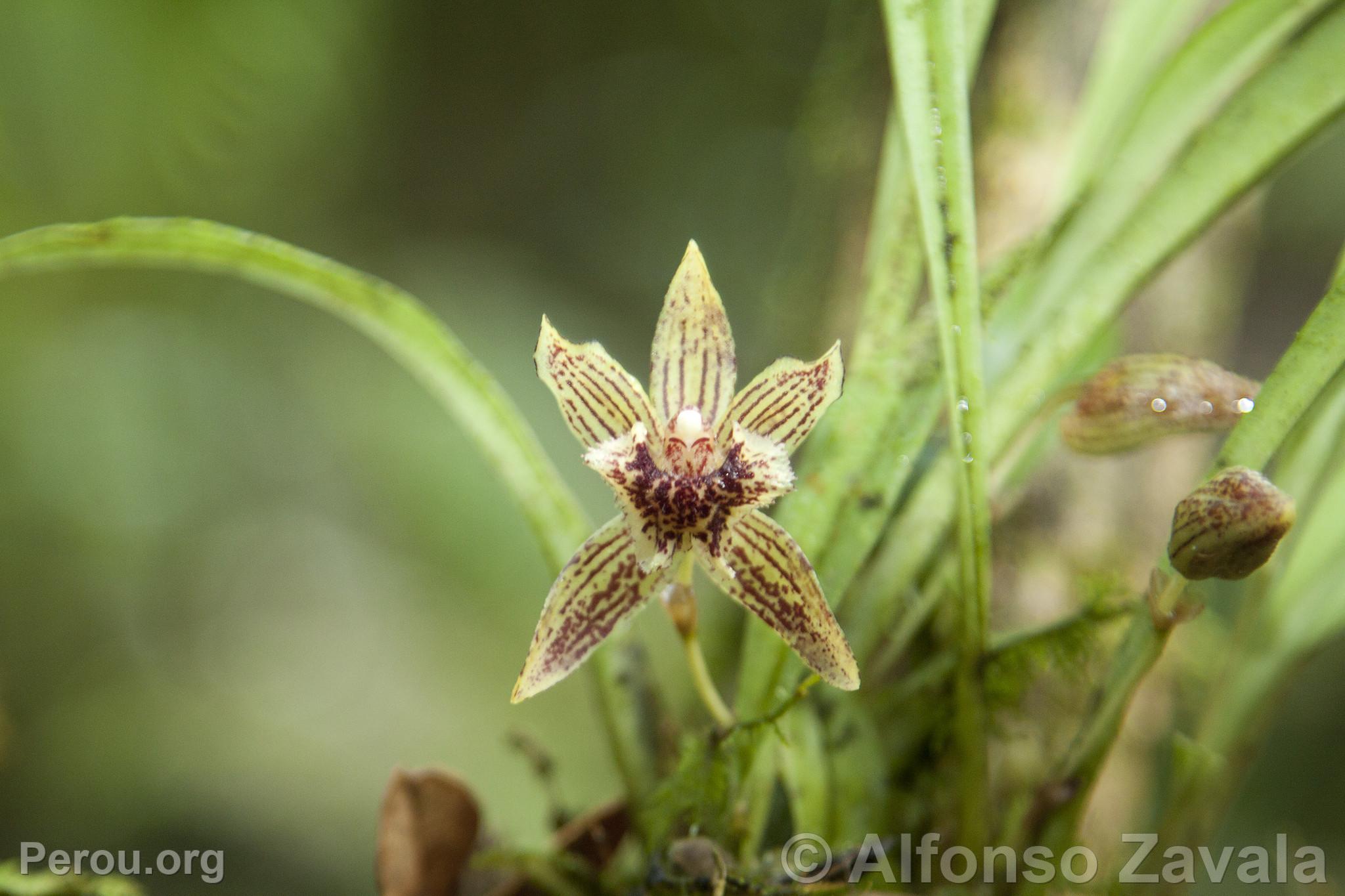 Orchidée au Machu Picchu