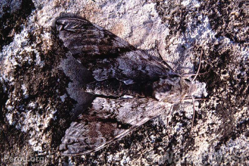 Papillon hibou (Calligo sp.)