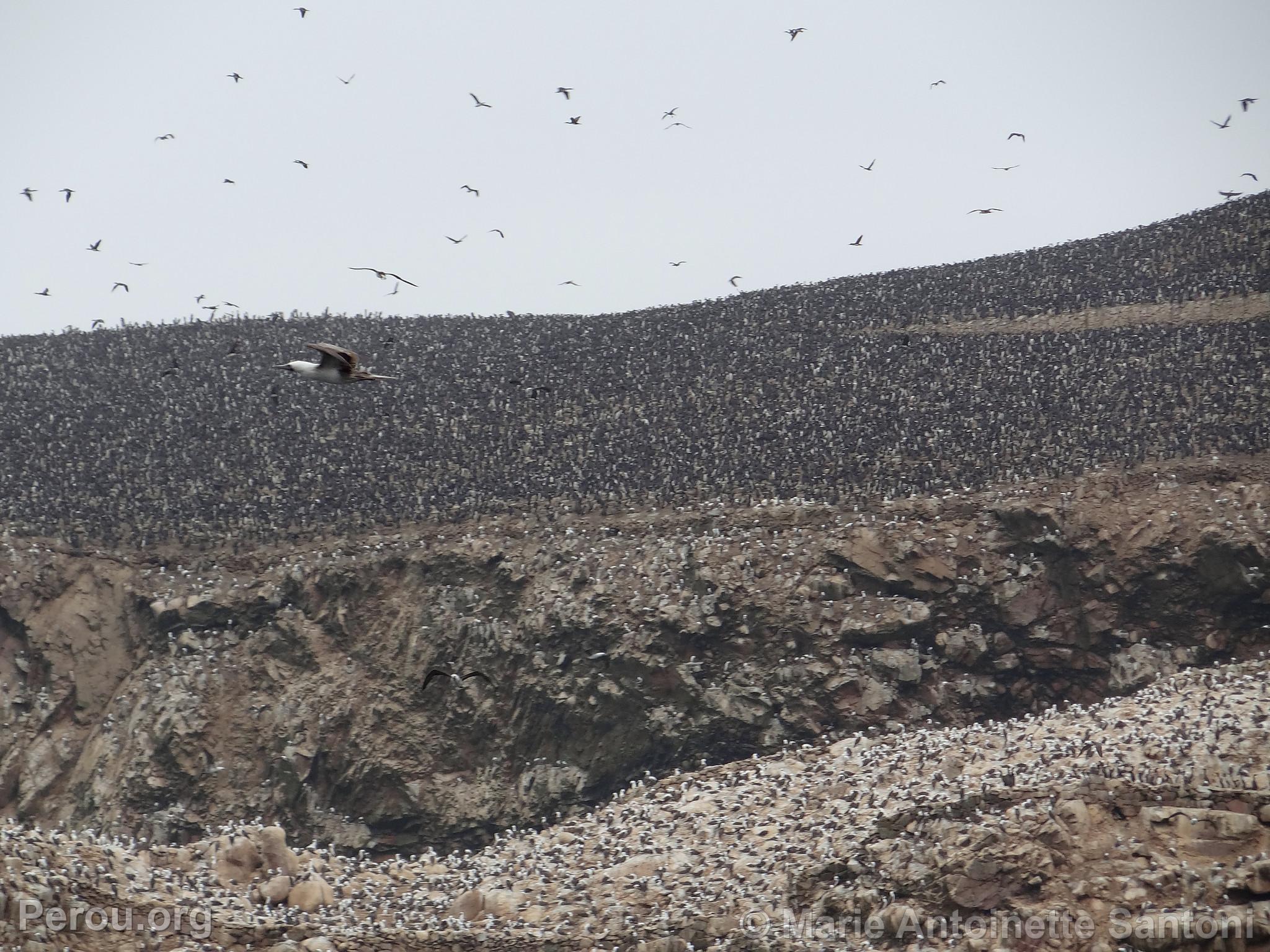 Iles Ballestas, Paracas